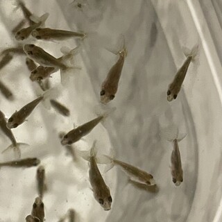 金魚　らんちゅう　稚魚