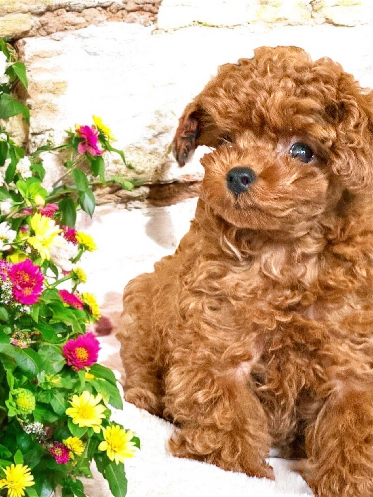 p*o様 ティーカッププードル ティーカッププードル オス」東京都 - 犬の里親募集(513399