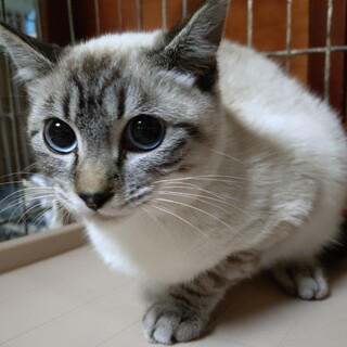 かわいいだけじゃダメですか？シチュー君♡