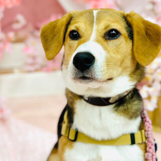 琥珀（こはく）♡雑種の男の子♡推定生後8ヶ月