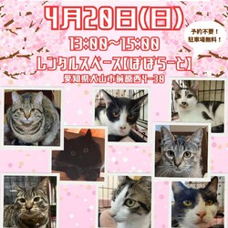 猫の譲渡会 犬山市 @レンタルスペースぽぽらーと
