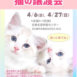 可愛いにゃんずの譲渡会