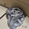 ハムちゃん（ジャンガリアン） サムネイル7