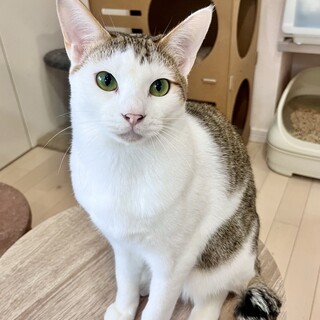 4/6高田馬場★ふぁみりあくん★永遠のお坊ちゃま