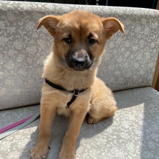 大人しくてお淑やかな女の子、アリスちゃん