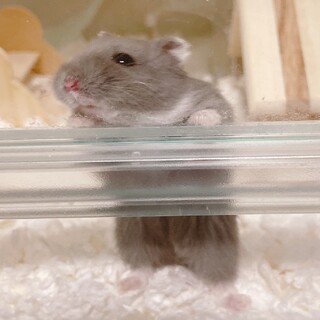 ロシアンブルーハムスター　メス