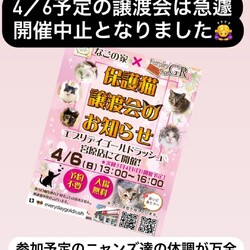なごの家保護猫譲渡会inエブリデイゴールドラッシュ宮原店