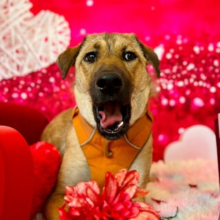 猫・子供・小型犬とも仲良しな優等生系大型女子