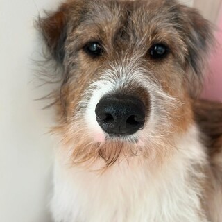 美少女系テリア顔♥無駄吠えほぼないおとなしい女の子