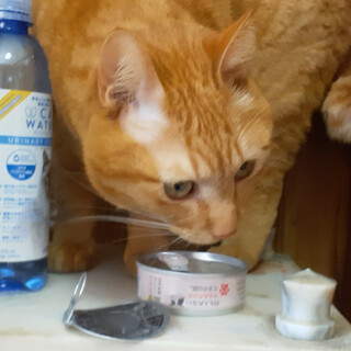 置き去り猫ムギ君。気弱だけど人にぴっとりな甘えん坊