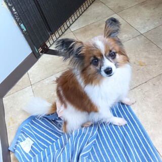 推定2018年8月生 パピヨン♀デイジーちゃん♡