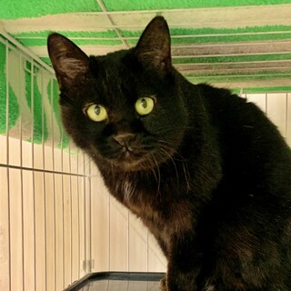 第二の猫生を！まだまだ若々しい黒猫『さくらちゃん』