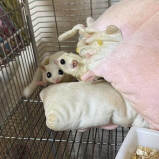 東京都】フクロモモンガ（白色・親子3匹）の里親募集