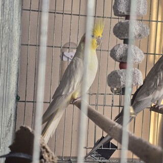 オカメインコオス　ルチノー写真判断