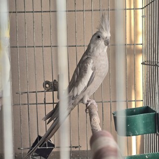 オカメインコ　オス　ホワイトフェース