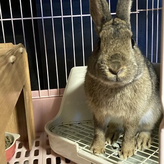 活発で可愛いウサギです