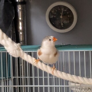 キンカチョウ２羽　12月28〜29 日生まれ