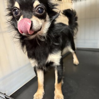 可愛いチワワの男の子♪