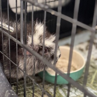 テディモルモット