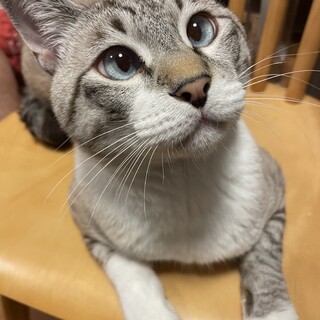 人懐こい綺麗なブルーな目の２歳男の子、名前はサン！