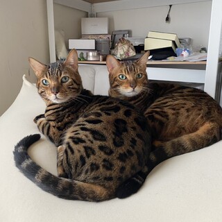 ベルガル　男の子　たくさん遊んであげて欲しいです