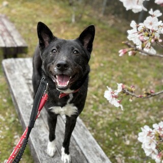 天真爛漫・神戸の野犬ましゅ(男の子)