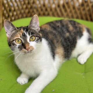 遊び好きで、美人さんな三毛ちゃん