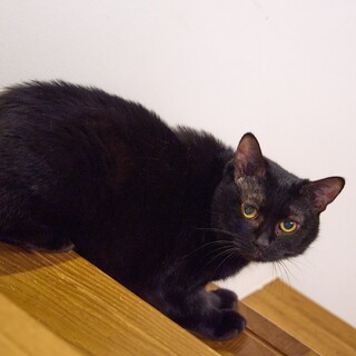 モフモフ黒猫☆多頭飼育崩壊を生き抜いたゆめちゃん