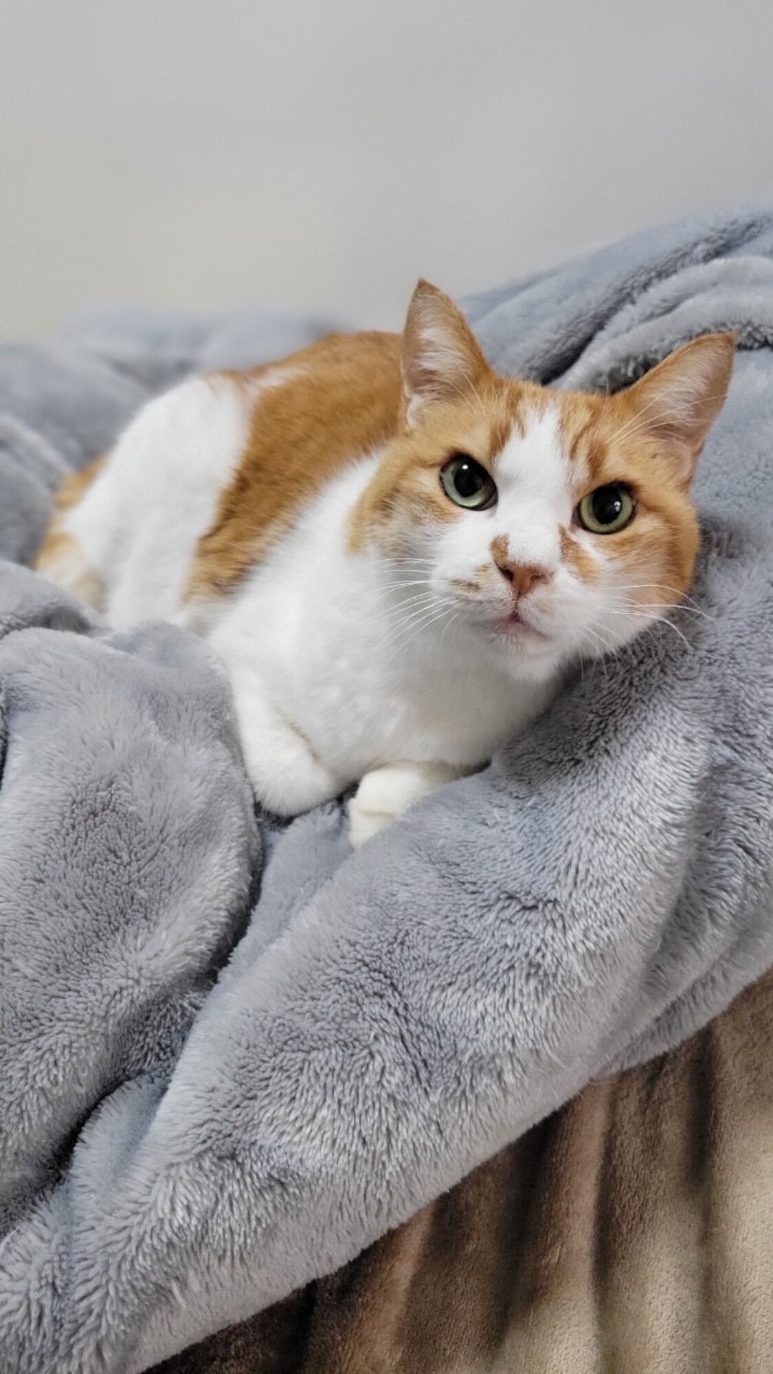 癒し系男子♡ ピーちゃん♂」千葉県 - 猫の里親募集(492671