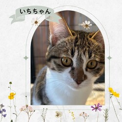 サロンドねこ譲渡会 サムネイル3