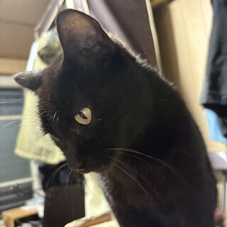 黒猫　オス