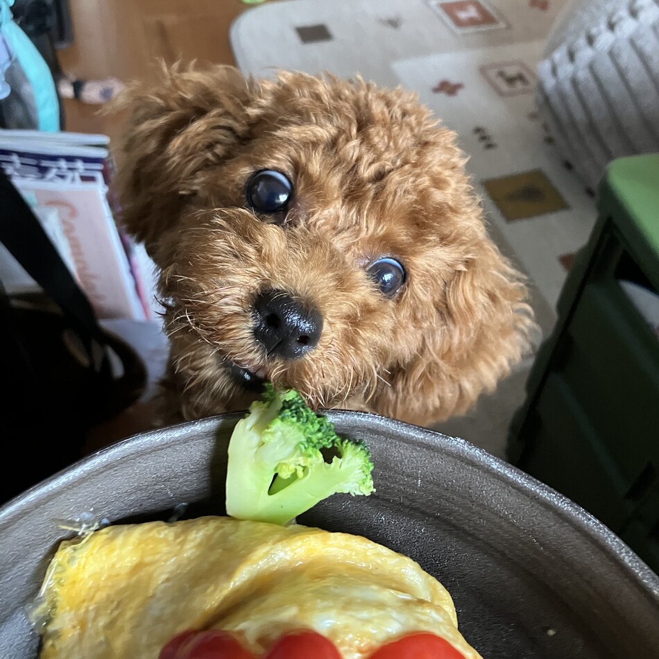 ラムのカバー写真