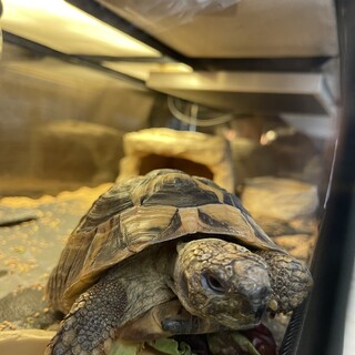 東ヘルマンリクガメの里親さん募集です！