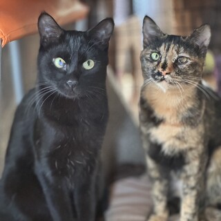 兄妹で生き残った★ナイトくん