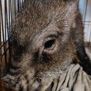 マイクロブタ男の子