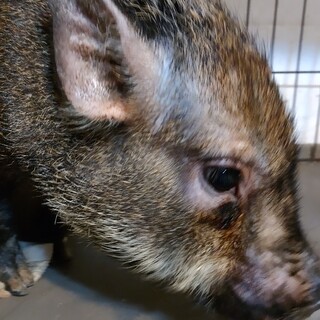 マイクロブタ女の子