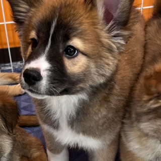 すろくん推定１月生☆キョロロン瞳が魅力的