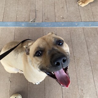 かわいい甘えたさんの陽気な女の子