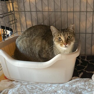 家猫向き小柄な成猫のキジシロ女の子！