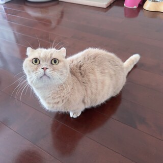 甘えん坊のマンチカンの男の子