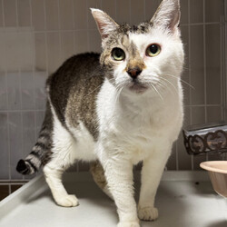 猫にゃんネットワーク府中{保護猫の譲渡会} サムネイル2