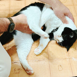 猫にゃんネットワーク府中{保護猫の譲渡会} サムネイル3