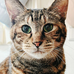 「５月３日の保護猫譲渡会」サムネイル3