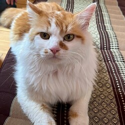 in春日井市☆サクラ祭り☆保護猫を暖かいオウチに迎えよう2025年4月12日（土）～ちーむにゃいんず