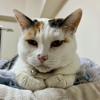 人馴れ抜群！マイペースで穏やかな❤︎みぃちゃん