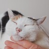 人馴れ抜群！マイペースで穏やかな❤︎みぃちゃん
