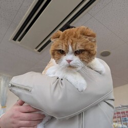 in江南市☆サクラ祭り☆保護猫達をオウチに迎えよう2025年4月13日（日）～ちーむにゃいんず