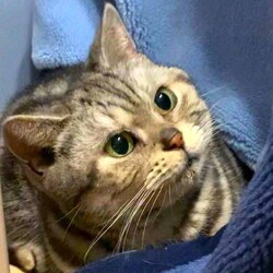 in名古屋市☆サクラ祭り☆保護猫達をオウチに迎えよう2025年4月13日（日）～ちーむにゃいんず