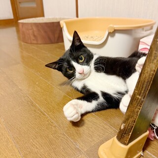 ホワイトソックスを履いた、人大好き♡ルミナス