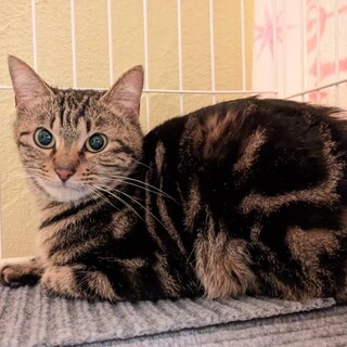 美しいうず模様♥可愛いお声♡ボヌちゃん